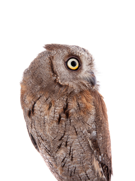The European scops owl on white - Foto, immagini