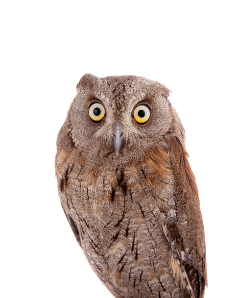 The European scops owl on white - Foto, afbeelding