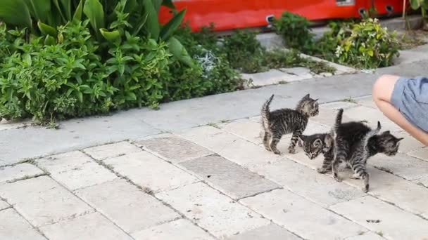 Χαριτωμένα γατάκια γκρι με κοριτσάκι - Πλάνα, βίντεο