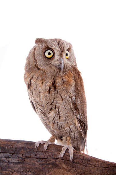 The European scops owl on white - Фото, изображение