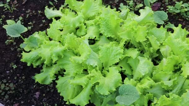 Growing lettuce - Footage, Video