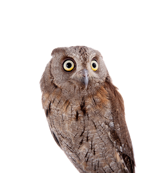 The European scops owl on white - Fotó, kép