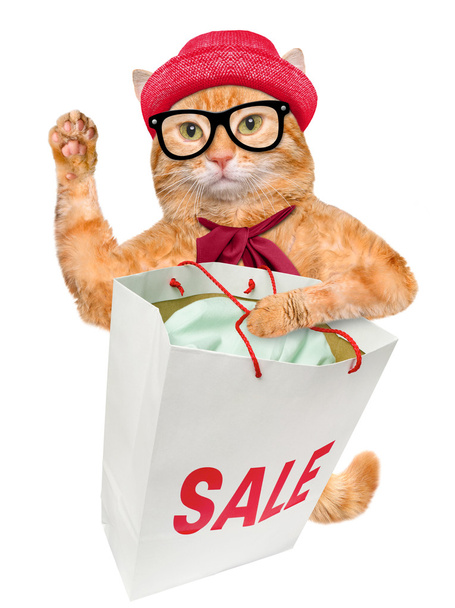Cat. Shopper. Sales. - Фото, изображение