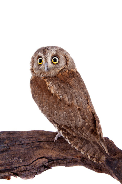 The European scops owl on white - Foto, afbeelding