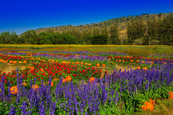 Сад з барвистими квітами, горами і небом
. - Фото, зображення