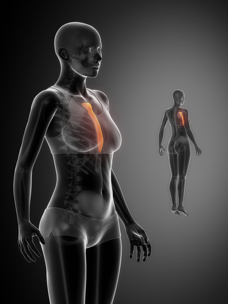 Сканування анатомії кісток STERNUM
 - Фото, зображення