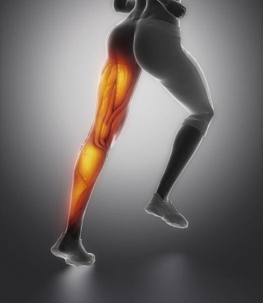 female leg muscle anatomy - Foto, afbeelding