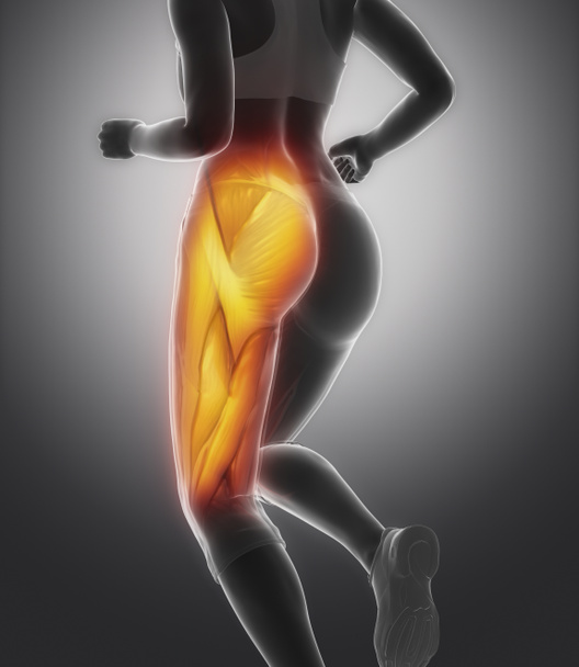 Thigh muscle female anatomy - Photo, Image