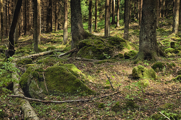 pravěký les - Fotografie, Obrázek