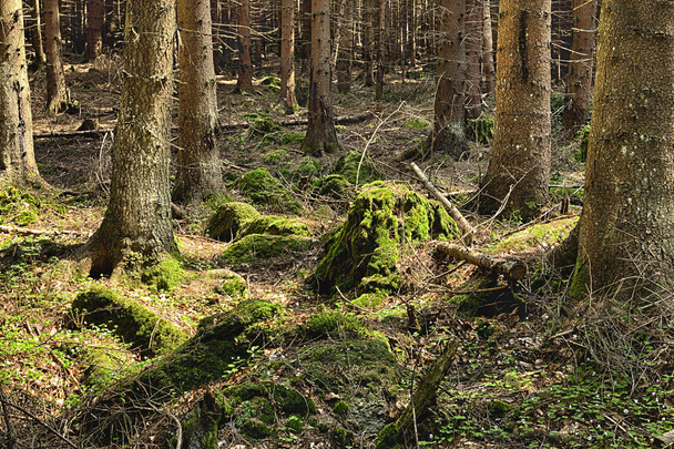 The primeval forest - Foto, afbeelding