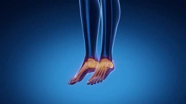 ANKLE joint skeleton x-ray scan in blue - Footage, Video