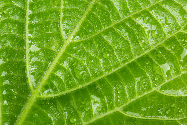 Beautiful green leaf with water drops close up - Φωτογραφία, εικόνα