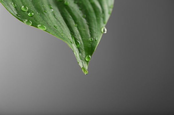 Green leaf with droplets - Foto, afbeelding