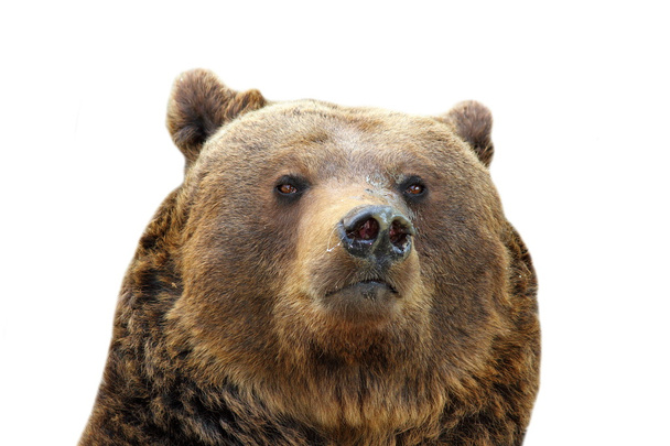 απομονωμένες πορτρέτο της καφέ αρκούδας - Φωτογραφία, εικόνα