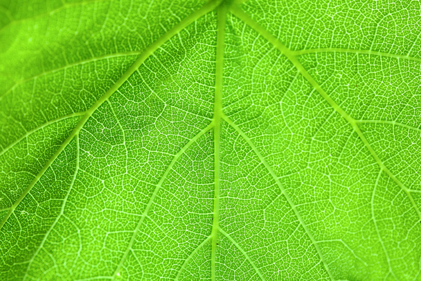Зеленый лист, крупный план
 - Фото, изображение