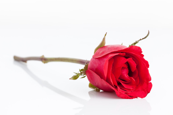 κόκκινο τριαντάφυλλο σε λευκό φόντο. - Φωτογραφία, εικόνα