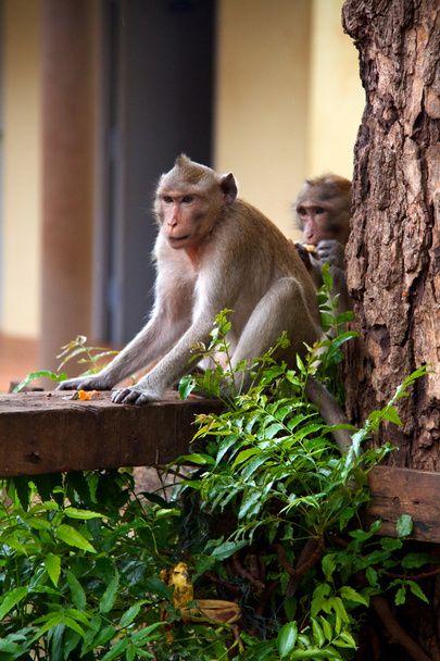 majom a dzsungel Thaiföld - Fotó, kép