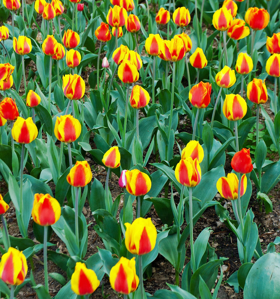 gele tulpen groeien - Foto, afbeelding