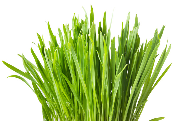 свіжа зелена трава, паростки вівса крупним планом, ізольовані на білому фоні
 - Фото, зображення