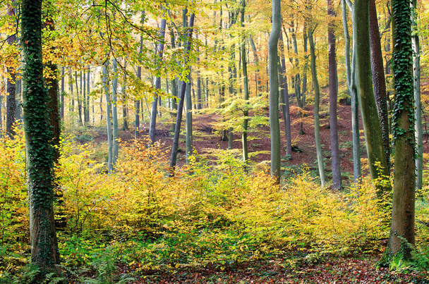 őszi erdőben - Fotó, kép