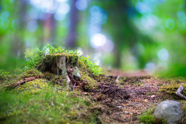 北欧の森で木の切り株 - 写真・画像