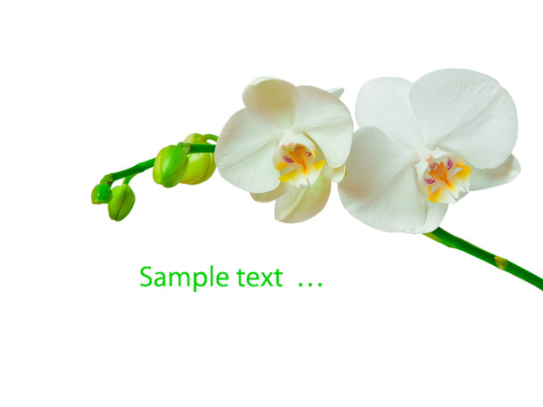 Orchid - Zdjęcie, obraz
