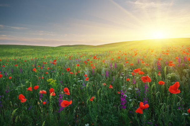Spring meadow - Photo, Image