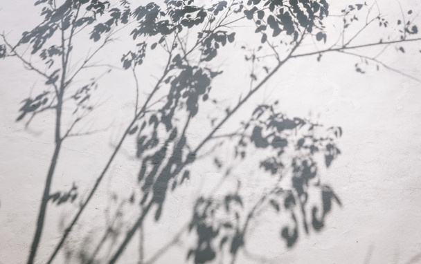 Árbol deja sombra sobre fondo de pared
 - Foto, imagen
