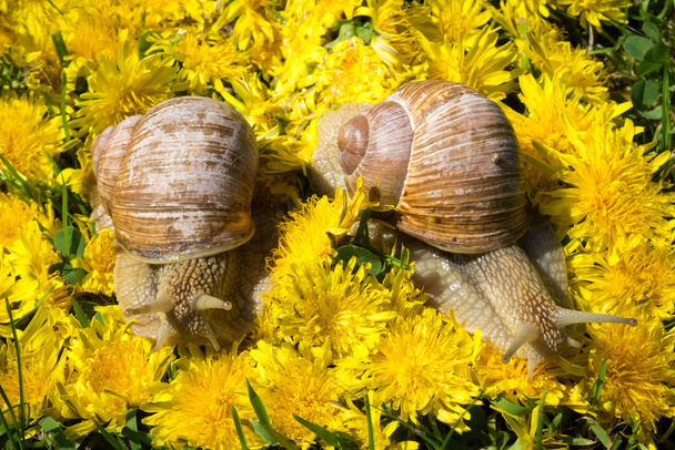 Two big snails on a carpet from dandelion flowers - Photo, Image