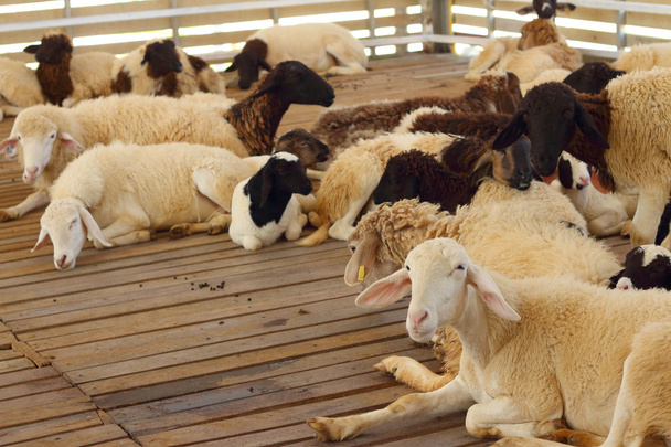 Gros plan chèvre dans la ferme au zoo
. - Photo, image