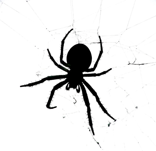 Spider - black spider isolated on white background - Fotografie, Obrázek