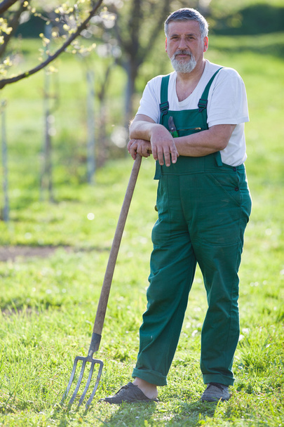 Portrait of a senior man gardening in his garden (color toned im - Photo, image