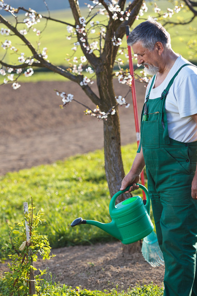 Portrait of a senior man gardening in his garden - Photo, image