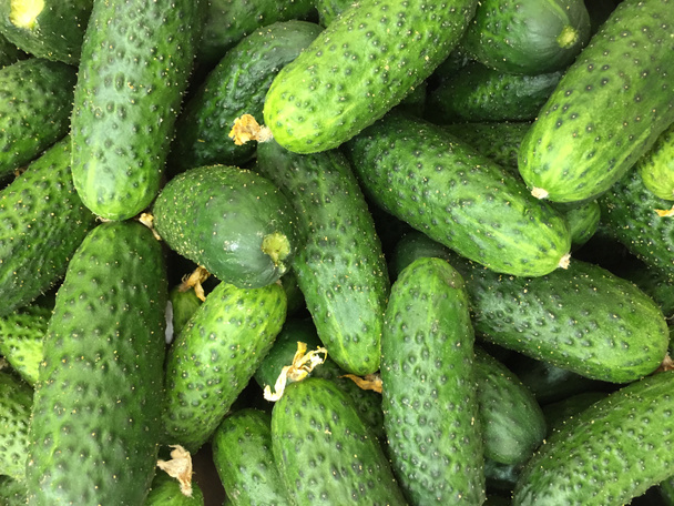 verse groene komkommers - Foto, afbeelding