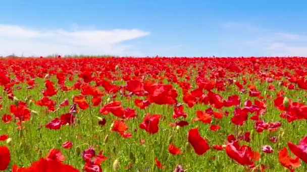 meadow of red poppies against blue sky with clouds in windy day, farmland, countryside - Кадры, видео
