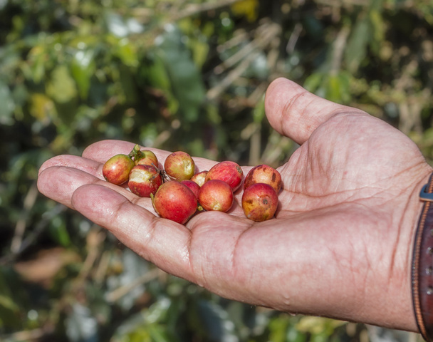 Red, ripe coffee beans are in the hands of the man - Photo, Image