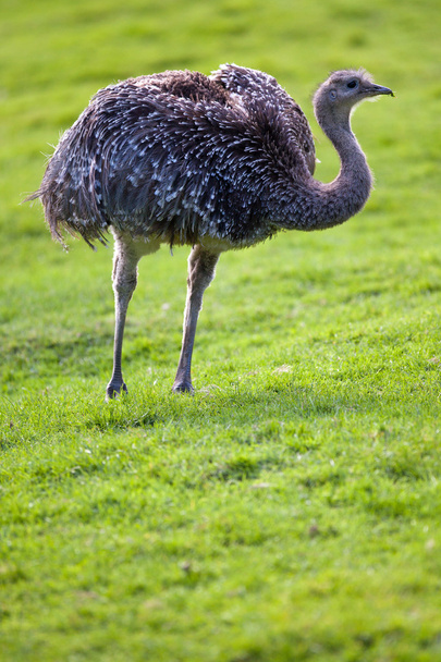 Ostrich - Foto, Imagem