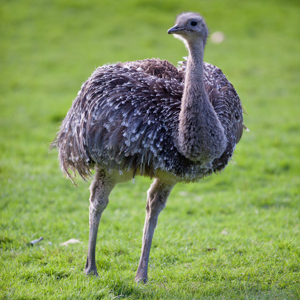 Ostrich - 写真・画像