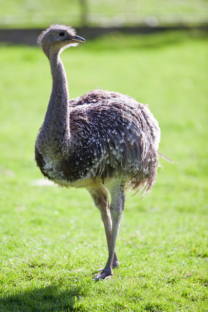 Ostrich - Foto, Imagem