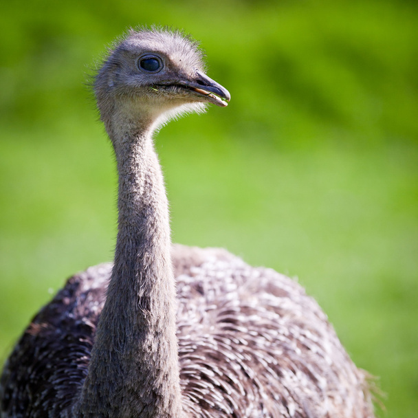 Ostrich - Foto, Imagen
