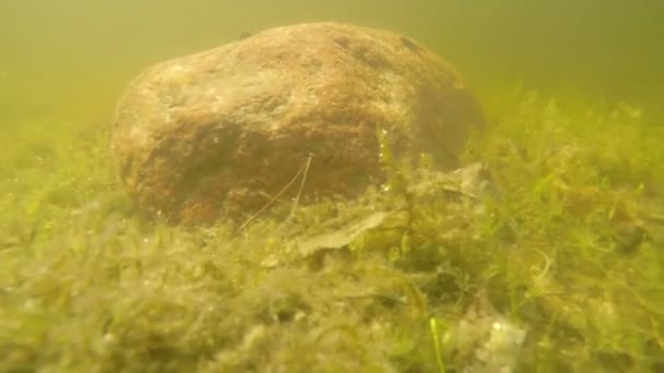 tó víz alatti dolly jelenet - Felvétel, videó