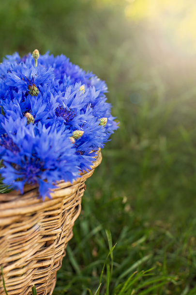 Bouquet de bleuets
 - Photo, image