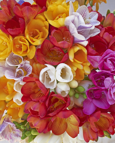 Variedad de flores de freesia coloridas primer plano
 - Foto, imagen