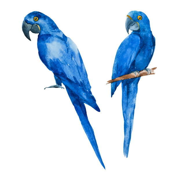 Nice watercolor blue parrots - Vector, afbeelding