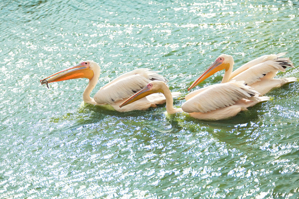 White pelicans wading in  pond - Photo, image
