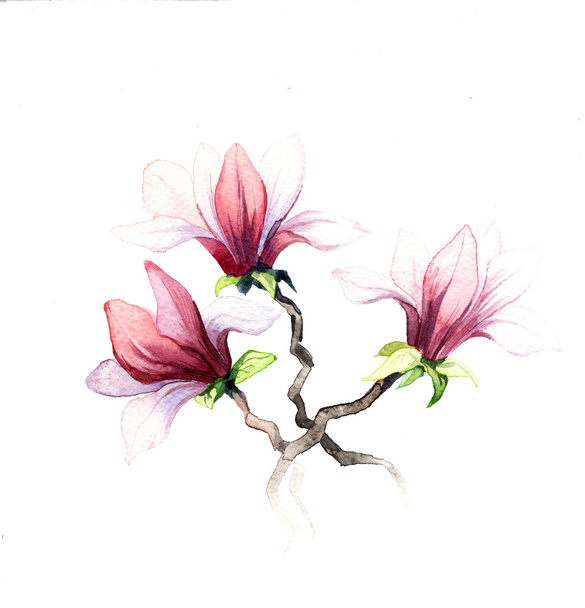 the magnolia watercolor isolated - Zdjęcie, obraz