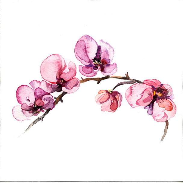 The red raw flowers orchid  watercolor isolated - Zdjęcie, obraz