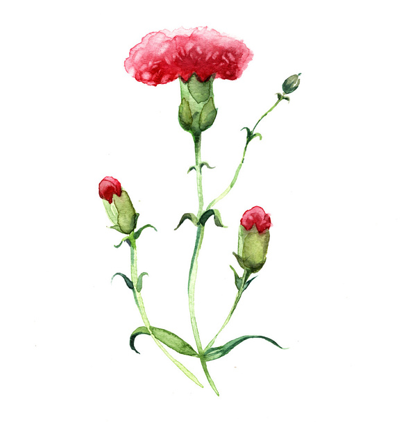 the carnation watercolor flowers isolated - Fotografie, Obrázek