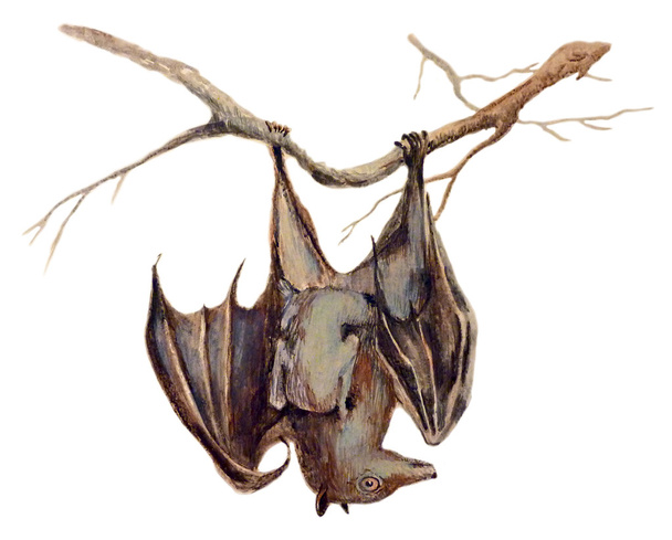Bat - An hand painted illustration on white - Photo, image