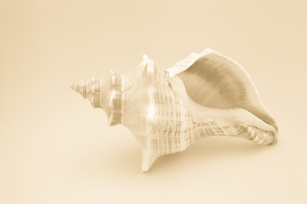 tropical shell - Photo, Image